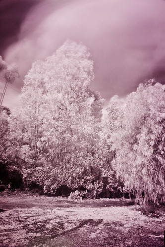 tree landscape ir arbol paisaje infrared infravermelho infrarot infrarrojo infrarojo