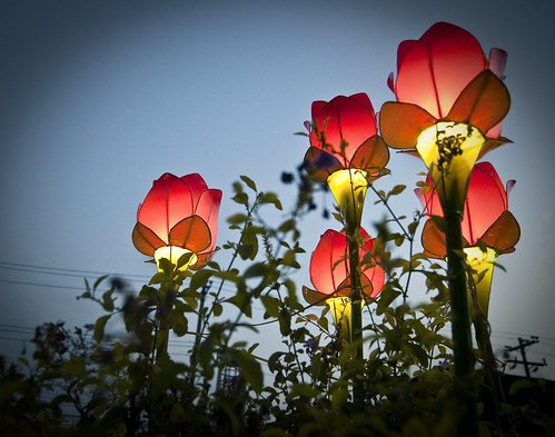 flowers plants powerlines lamps bahayngalumni updiliman wormseyeview project365 tamron1750mmf28 nikond90 michaeljosh 3652010