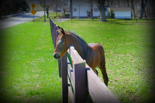 horse animal geotagged nikon raw nef pennsylvania colt foal babyanimal lockhavenpa nx2 d3s nikkor2470f28 nikongp1 clintoncountypa