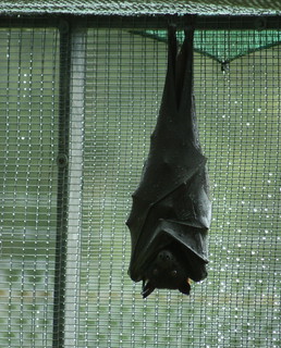 Lubee Bat Conservatory