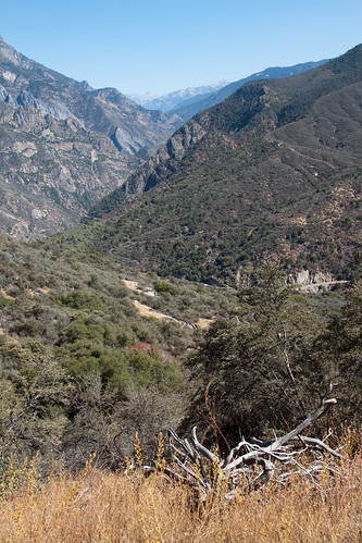 california trees usa mountains view canyon kingscanyonnationalpark