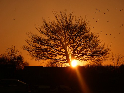 tree birds sunrise sheffield