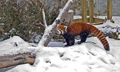 Red Panda -- Snow Frolic 1