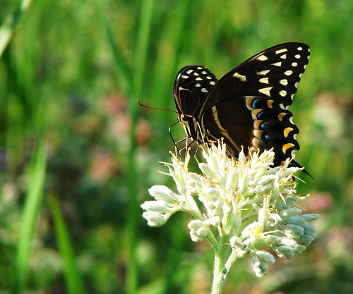 butterfly swallowtail lachnanthescaroliniana floridawildflowers