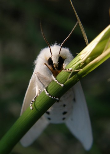 white moth lepidoptera whitemoth idonothaveaclueii