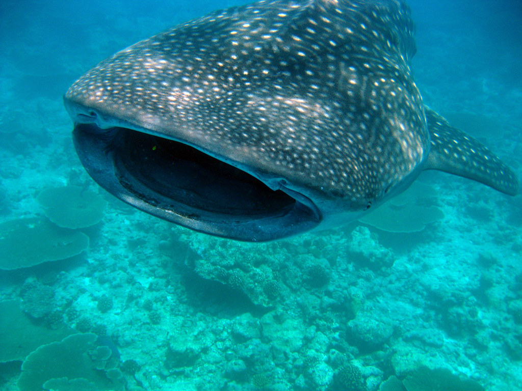 Diving Maldives, 2009