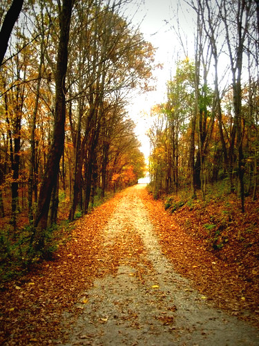 road fall leaves trail