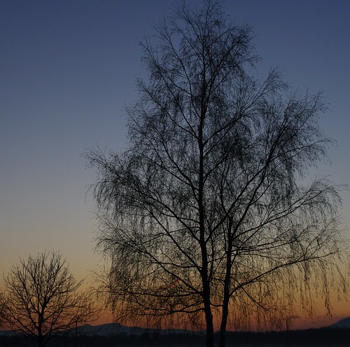 sunset sunrise soleil coucher alsace arbre