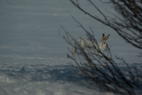 winter canada rabbit geotagged march pentax wildlife saskatchewan woodrow jackrabbit k10d pentaxk10d gmpentaxfan