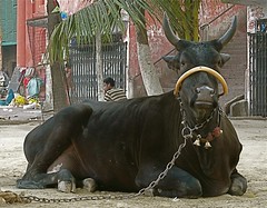 Proud Cow at Armenian Ghat, Kolkata