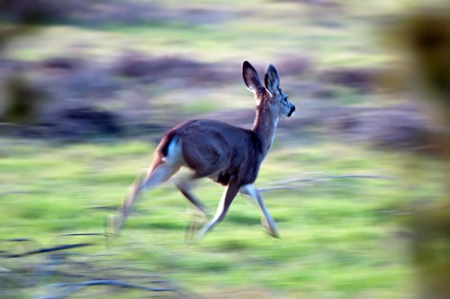 wild motion blur freedom free run deer motionblur commute johnk calaverasroad d5000 anawesomeshot johnkrzesinski randomok