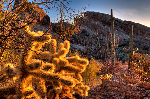 sunset arizona cactus us unitedstates tucson hdr saguaronationalpark cholla