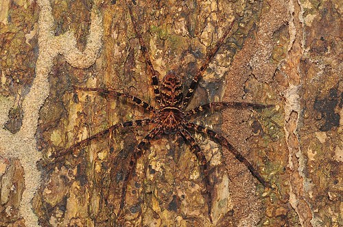 macro nature night spider brunei merimbun