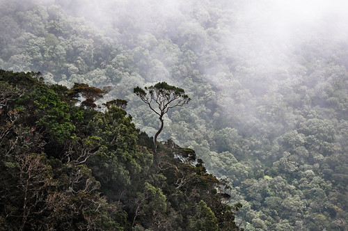 srilanka pattipola bandarewela horton plains national park nature mountain metres contrast height cloud clouds fog bush tree trees green scenery landscape naturepf