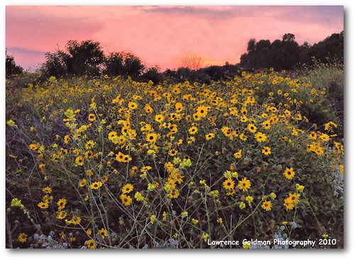 sky nature dusk malibu wildflowers southerncalifornia 1000views sunsetcolors elmatadorbeach 100comments nikond90 1001nightsmagiccity lawrencegoldman lhg11