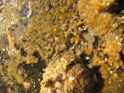 pacificocean bajacalifornia intertidal sponge oscarella sidegilledslug pleurobranch berthellastrongi