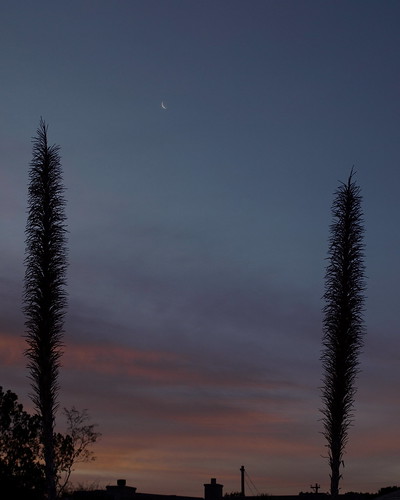 arizona moon clouds sunrise tucson luna crescentmoon sotol desertspoon dasylirionwheeleri