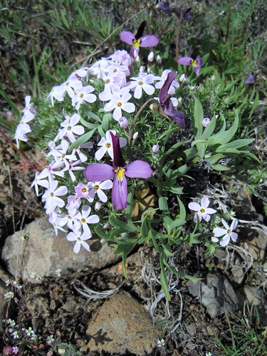washington sage wildflowers phlox upland snowmountainranch yakimacounty shrubsteppe cowichecanyonconservency columbiaviolet