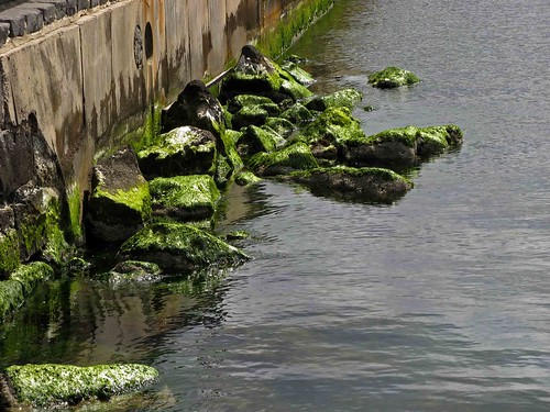 green reflections rocks waterfront australia victoria mossy geelong canona710 ing2 ~~api~~