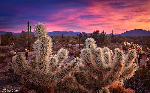trees sunset arizona cactus verde monument backlight cacti landscape colorful glow desert steve sharp national wilderness saguaro needles sonoran palo cholla ironwood sieren sonoransteve