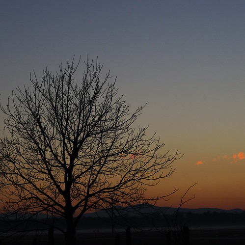 sunset sunrise alsace arbre coucherdesoleil