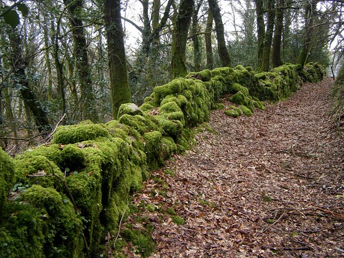 muro spain arquitectura path galicia sendero tradicional sendeiro galega sabugueiro loureiro sauco corredoira carballedo arufe teresalaloba camiñodosabugueiro
