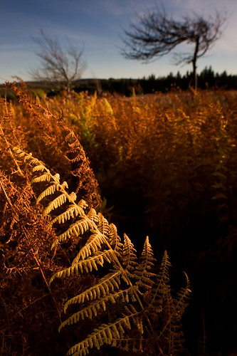 autumn orange brown fern tree fall canon landscape dead golden gnarled dollysods bearrocks eos40d deadfern tklancer