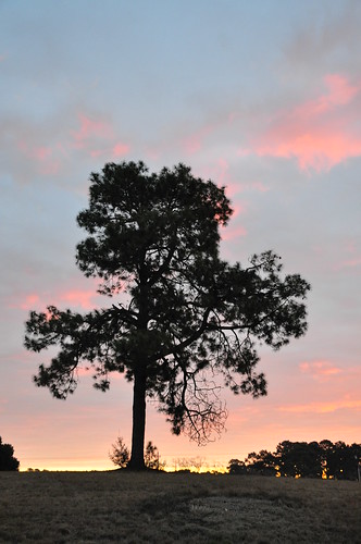 morning pink sky tree sunrise dawn am sooc topoftheday dsc5729