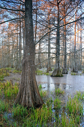 morning trees winter colors grass sunrise la moss louisiana lafayette ben swamp trunk pierce cypress wetland lakemartin breauxbridge cypressislandpreserve mississippilowlandforests