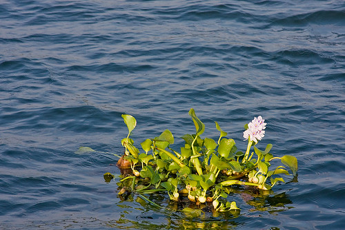 flowers winter india kerala 2009 houseboats