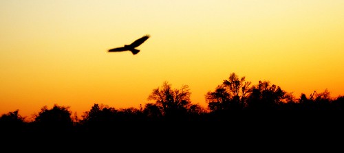 trees sunset bird silhouette geotagged flying moving inflight twilight dusk hawk award soaring invite birdofprey inmotion twtme anawesomeshot heartawards platinumheartaward geo:lat=37797238 geo:lon=87767913 bestofformyspacestation