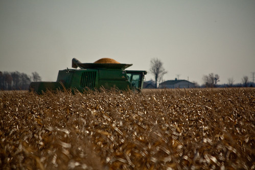 fall corn farm harvest farms