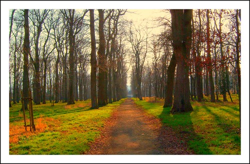 wood trees france forest path hiver arbres sentier forêt bois 65 caminho midipyrénées hautespyrénées labarthedeneste