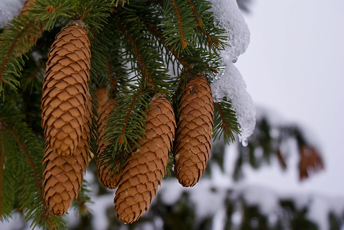 winter snow cold tree ice nature pine