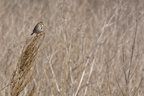 bird sparrow savannahsparrow