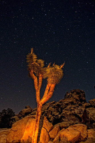 california nightphotography trees lightpainting stars desert joshuatree bigdipper abigfave billwight availableforlicensing copyright2010