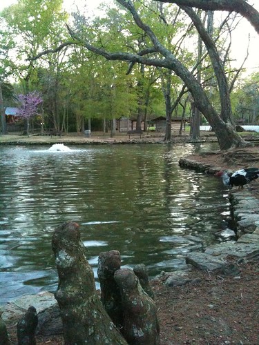 sunset lake nature fountain pond texas huntsville ducks samhoustonstatepark