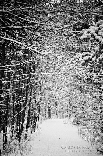 trees winter snow ontario canada cold nikon path branches north greenbelt moraine d90 oakridges carlosdramirez cdr35