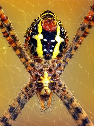 macro animal insect lumix spider arachnid panasonic malaysia makro soe orbweaver argiope naturesfinest raynox aurantia coth supershot raynoxdcr250 physis specanimal abigfave platinumphoto anawesomeshot macromarvels ahqmacro fz28 ishafizan