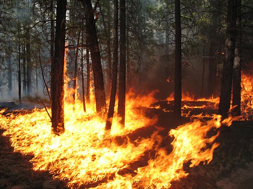 森林大火。（來源：Kaibab National Forest）