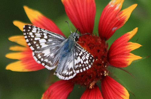 texas butterflies wildflowers grapevine pyrguscommunis commoncheckeredskipper beautifulworldchallenges taxonomy:binomial=pyrguscommunis horseshoetrailspark