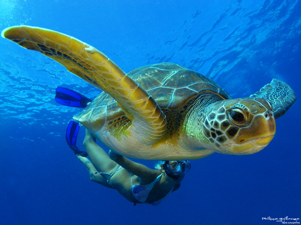 Картинка морская черепаха. Зеленая морская черепаха. Зелёная черепаха Chelonia mydas. Марская зелëная черепаха. Морская черепаха Джим Варрен.