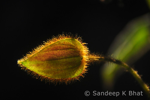 hairy sunlight green santabarbara zoo leaf nikon veins backlit d90