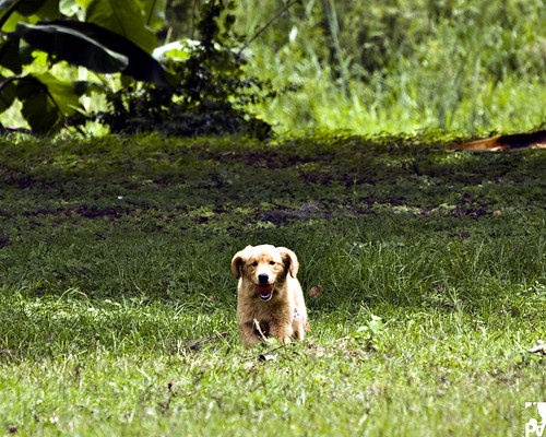dog pet goldenretriever amigo friend play guatemala run perro jugar mascota loyal correr leal pal1970