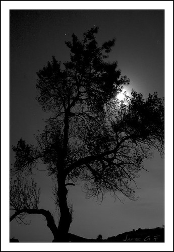arbol nikon asturias luanco luna nocturna astillero gozón d40 aramar nikonflickraward platinumbestshot