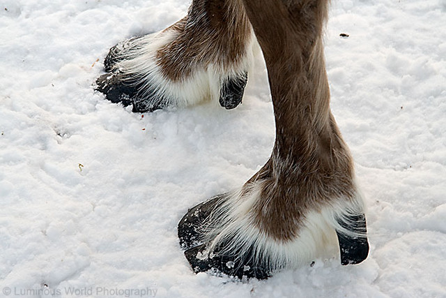 reindeer hooves