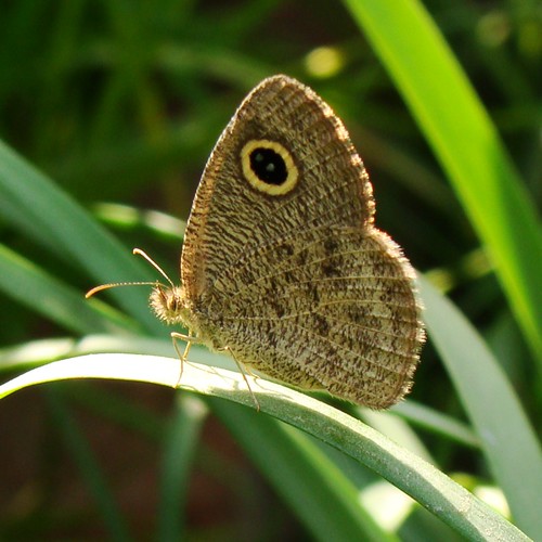 brown india macro butterfly sony dsf aligarh butterflyindia dsch50 dryseasonform ypthimainica lesserthreering