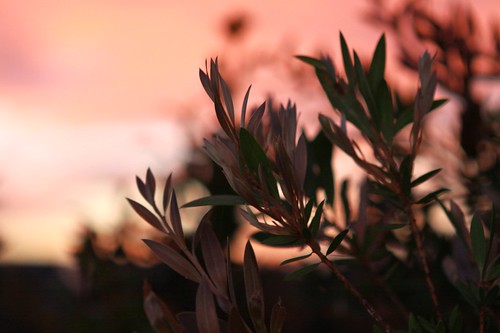 sunset plant leaves spyjournal