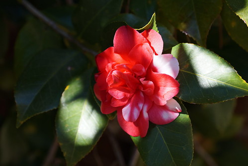 flower red sony sonya58 sonyphotographing camelliajaponicamisscharlestonvariegated camelliajaponica plant macro