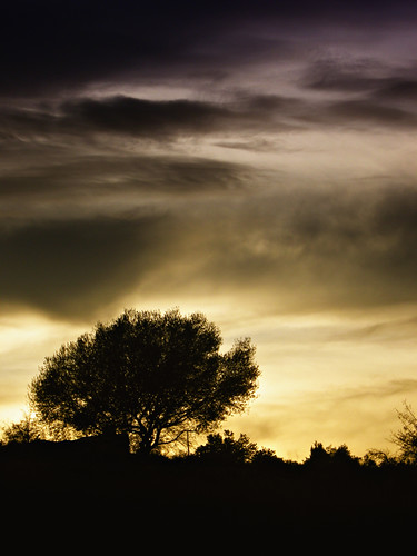 tramonto nuvole albero dicembre sicilia ulivo solarino